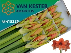 Hippeastrum Desire 80cm