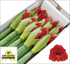 Hippeastrum Ferrari 75cm