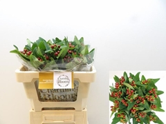 Hypericum Pacific Brown 50cm