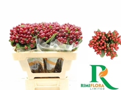 Hypericum Magical Lightning 50cm
