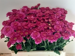 Chrysanth Spray Blenda Purper 55cm 60gr.