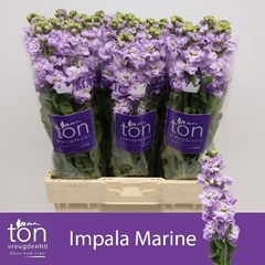 Matthiola Milka 56cm