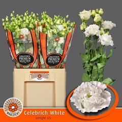 Eustoma Double Celebrich White 65cm