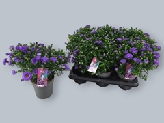 Aster Alpha Dark Purple Launch 12Ø 27cm