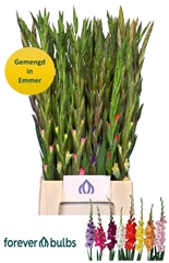 Gladiolus Mini Mix 65cm 45gr.