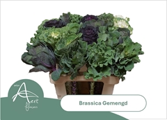 Brassica Mix 60cm