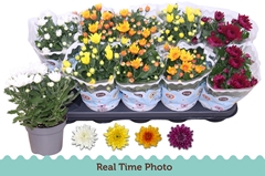 Chrysanth Double Mix 12Ø 25cm