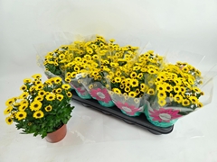 Chrysanth Sunny Day 12Ø 28cm