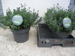 Lavandula Hidcote 23Ø 37cm