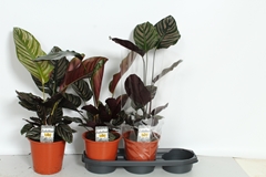 Calathea Sanderiana 19Ø 65cm