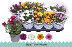Chrysanth Double Mix 12Ø 25cm