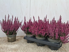 Calluna Beauty Ladies Renate 12Ø 24cm