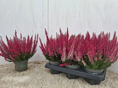 Calluna Vulgaris Beauty Ladies Sabella 12Ø 24cm