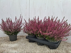 Calluna Marlies 12Ø 24cm
