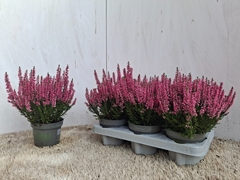 Calluna Beauty Ladies Michelle 12Ø 24cm