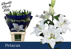 Lily Oriental Petacas 100cm 4+