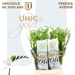 Freesia Single Avenue 50cm 20gr.