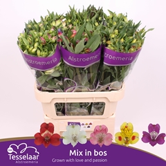Alstroemeria Mix Per Bunch 75cm 75gr.
