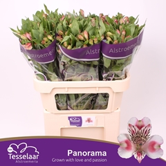 Alstroemeria Panorama 75cm 60gr.