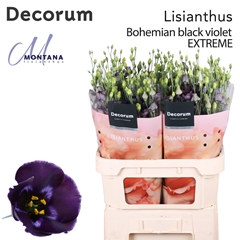 Eustoma Single Bohemian Black Violet 90cm