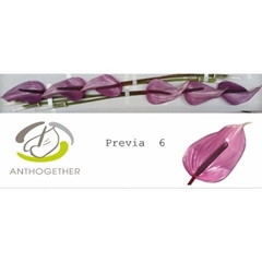 Anthurium Previa 11cm Hd