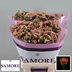 Limonium Sinuatum Royal Orange 60cm 20gr.