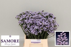 Limonium Sinuatum Donau Birds 45cm 15gr.