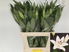 Lily Oriental Santander 85cm 3+