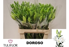 Lily La Doroso 90cm 5+