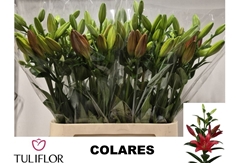 Lily Asiatic Colares 95cm 4+