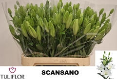 Lily La Scansano 90cm 5+