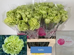 Dianthus Single Celtic Green 60cm