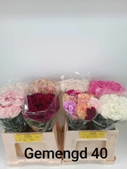 Dianthus Single Mix 40cm