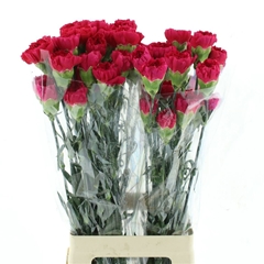 Dianthus Single Bizet 70cm