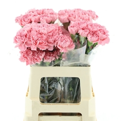 Dianthus Single Flamingo 55cm