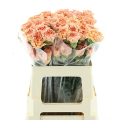 Dianthus Single Goldi 55cm