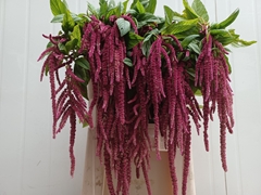 Amaranthus Caudatus Red Cord 80cm