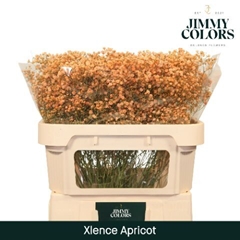 Gypsophila Painted Xlence Apricot 70cm 20gr.
