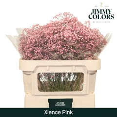 Gypsophila Painted Xlence Pink 70cm 20gr.