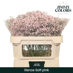Gypsophila Painted Xlence Pink 70cm 20gr.