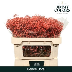 Gypsophila Painted Xlence Coral 70cm 20gr.