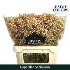 Gypsophila Painted Xlence Salmon 80cm 30gr.