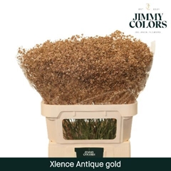 Gypsophila Painted Metallic Antique Gold 80cm 30gr.
