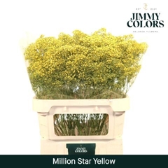 Gypsophila Painted Million Star Yellow 80cm 30gr.