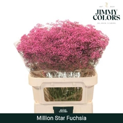 Gypsophila Painted Million Star Fuchsia 80cm 30gr.