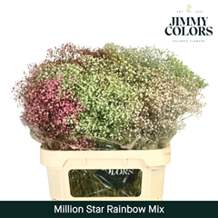 Gypsophila Painted Million Star Rainbow Mix 80cm 30gr.