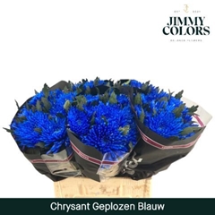 Chrysanth Single Painted Topspin Blue 70cm 70gr.