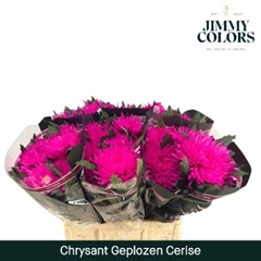 Chrysanth Single Painted Topspin Cerise 70cm 70gr.
