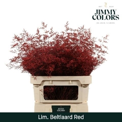 Limonium Painted Beltaard Red 90cm 50gr.