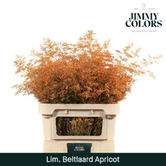 Limonium Painted Beltaard Apricot 90cm 50gr.